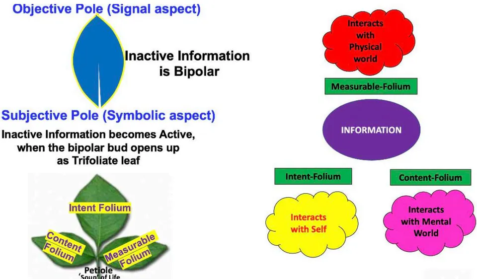 Fig. 4: Inactive information is bipolar. The active information is like a trifoliate leaf with the content folium that works with the mind, the intent folium that works with the self and a measurable folium that reduces uncertainty at the physical level. The petiole of the leaf draws nourishment from "life". Information binds matter, mind and self.