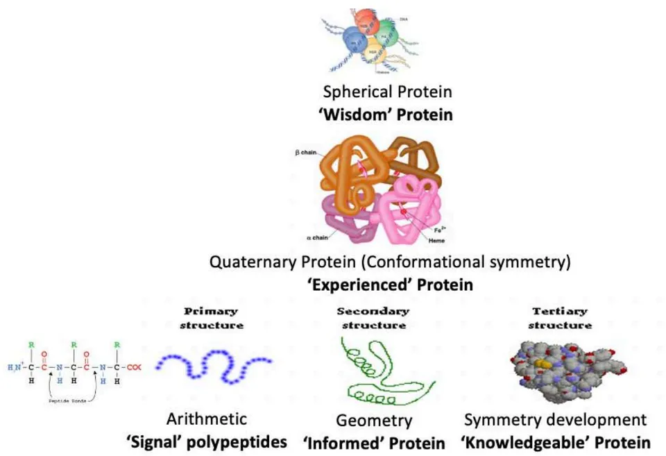 Fig. 7: Acquisition and organization of information by protein molecules are associated with conformational change. There are signal protein (primary structure), informed protein (secondary structure), knowledgeable protein (with tertiary structure), experienced protein (with quaternary structure), and wisdom protein (having spherical structure)