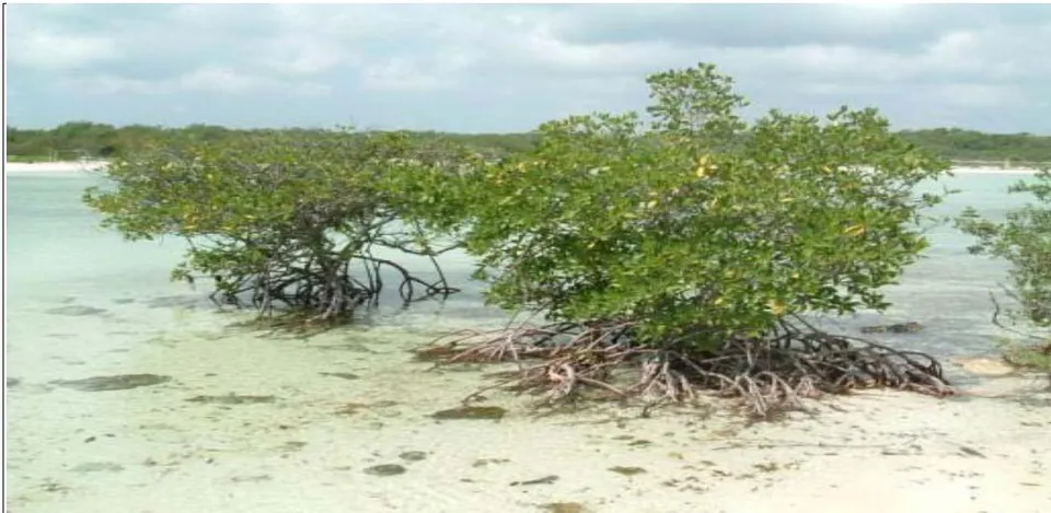 Figure 11: The Mangrove Ecosystem