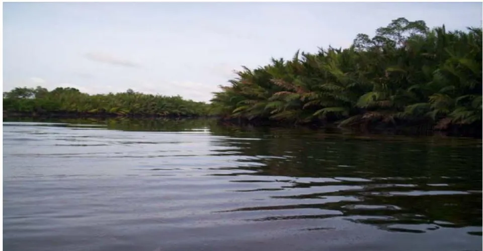 Figure 10: The Mangrove Ecosystem Impacted with Spilled Oil
