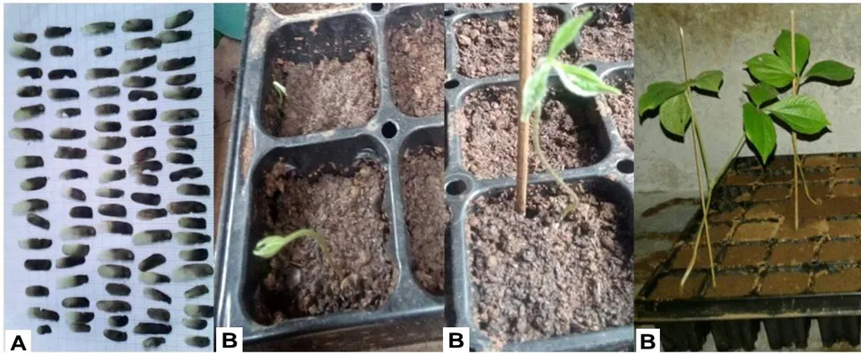 Figure 13: A- Mature seeds of D. dumetorumand B -hybrid seedlings at three stages of growth