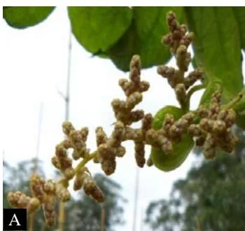 Figure 1: Floral traits: A: Female inflorescence, B: Opened female flower; C: sectionofthe female flower a: sepal; b: stigma; Cross-section, c: ovule; d: ovary