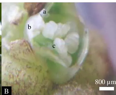Figure 2: Floral trait, A: male inflorescence, B: opened male flower; a: sepal; b: petal; c: stamen
