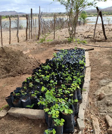 Young green seedlings growing in black nursery bags with a rustic fence and reservoir in the background.