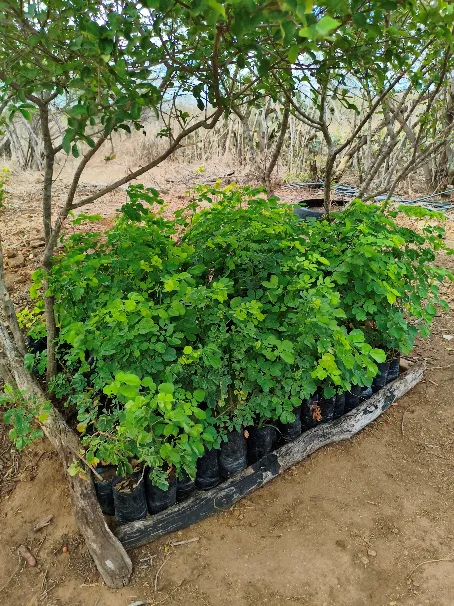 Thick cluster of thriving leafy green saplings enclosed within a wooden log border under tree shade.