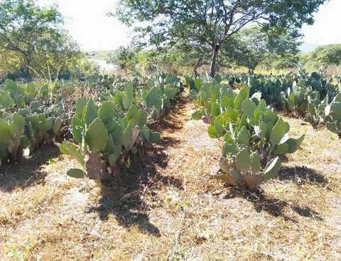Cultivated rows of forage cactus plants growing in dry semi-arid soil with trees in the background.