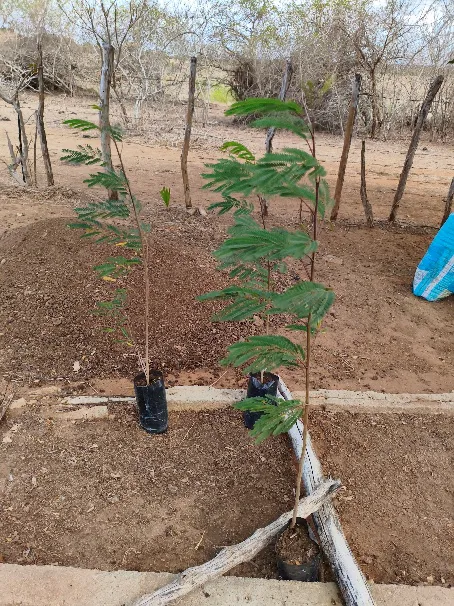 Tall slender native tree saplings with pinnate foliage growing in individual nursery bags.