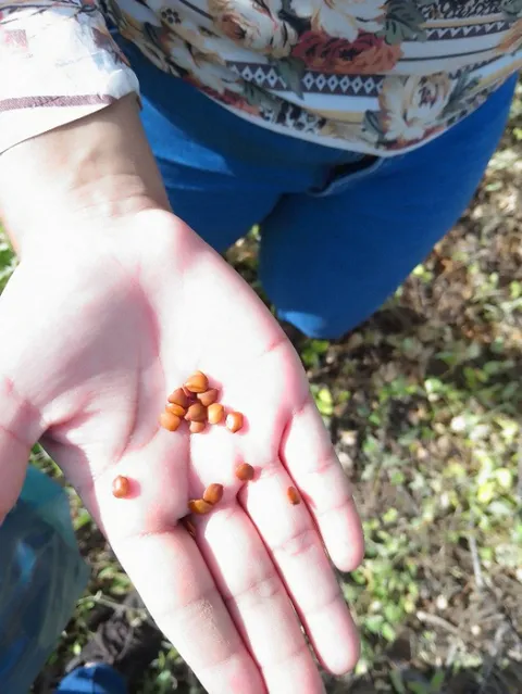 Small reddish-brown seeds of native plant species resting on an open palm.