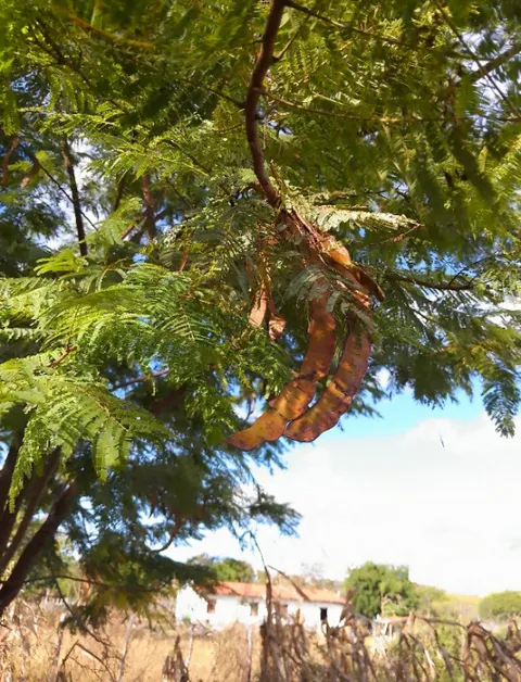 Seed pods hanging from tree foliage with a rural house in the background.