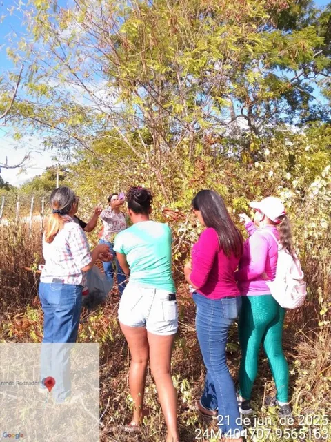 Participants standing in the field gathering native seeds from Caatinga trees and shrubs.