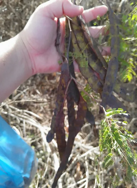 Hand holding harvested dark brown seed pods from native leguminous tree branches.