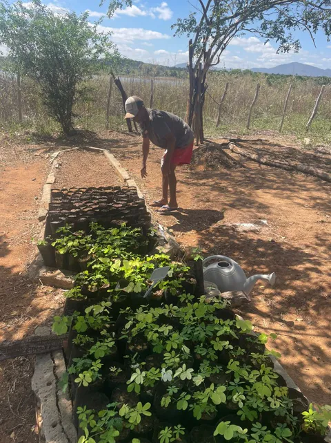 Participant inspecting young green seedlings sprouting in arranged nursery bags within the bed.