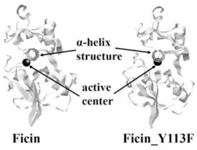 Figure 1: The average structures of ficin and ficin_Y113F.