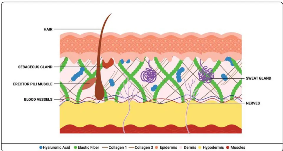 Figure 2: Skin Structure and Appendages: Epidermis: it is the outermost layer of the skin, composed of several layers of epithelial cells. It provides a protective barrier against environmental factors and pathogens. Dermis: it is the layer beneath the epidermis and consists of connective tissue. It contains blood vessels, lymphatics, nerves, and various structures like hair follicles, sweat glands, and sebaceous (oil) glands. Collagen and elastin fibers in the dermis provide strength and elasticity to the skin, still HA free provides hydration, wound healing, nutrient transport, protection, volume and elasticity. Subcutaneous Tissue (Hypodermis): this tissue lies below the dermis and is mainly composed of fat cells (adipocytes).It acts as an insulator and provides cushioning and energy storage.