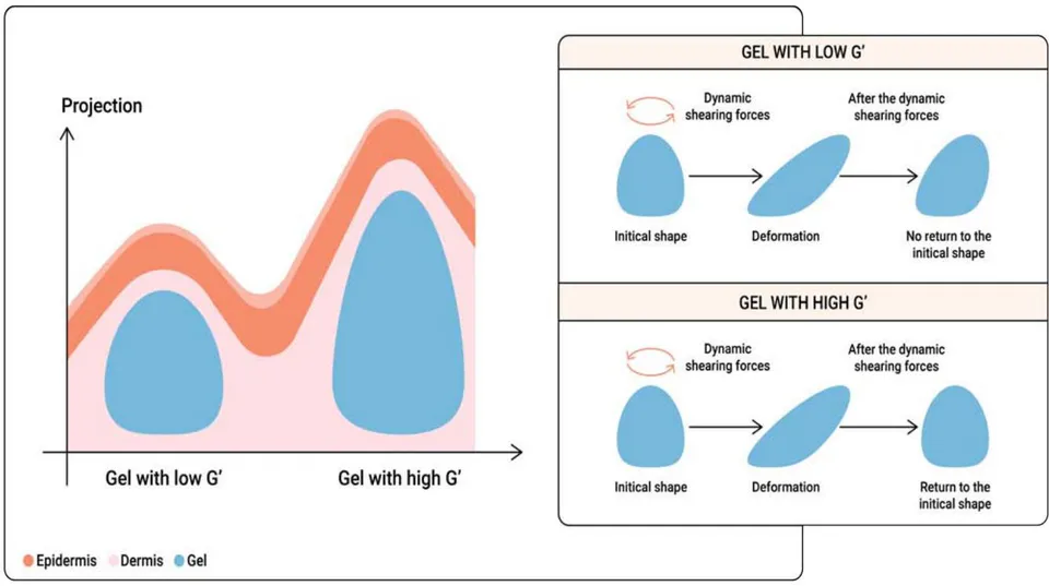 Figure 5: This schematic representation illustrates the relationship between cohesiveness and viscosity in an HA gel, emphasizing their effects on the gel's behavior and shape when injected into the dermis. A highly cohesive gel is represented with robust intermolecular connections, forming a structured network. In the dermis, cohesiveness ensures that the gel maintains its shape, doesn't excessively spread, and provides structural support, as the draw. The increased dermal projection can be observed in the graph. When viscosity is higher, the gel appears as thicker, while lower viscosity results in a more fluid consistency. Therefore plays a significant role in how the gel flows during injection and its ability to conform to dermal contours.