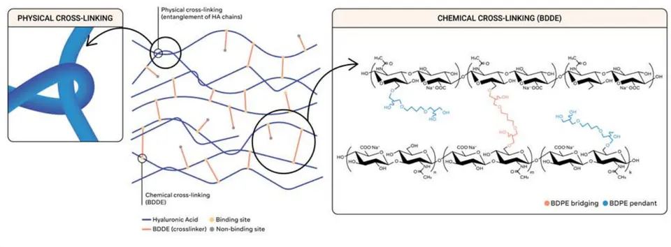 Figure 4: This schematic representation illustrates the differences between natural, cross-linked HA and the process of physical crosslinking. Natural HA: represented by the blue line as a linear molecule composed of repeating disaccharide units. Cross-Linked HA: represented by the blue line connected by the orange, at higher magnification, in which there are additional, BDDE ou BDPE connecting bonds between HA chains. These bonds, often formed through chemical processes, create a network or matrix. Crosslinking enhances the stability and longevity of HA fillers when used for cosmetic purposes. The degree of cross-linking can vary, influencing the gel's cohesiveness and resistance to degradation. Physical Crosslinking: is a technique that allows for HA modification without the use of chemical agents, such as changes in temperature, pH, or the application of external forces to induce cross-linking.