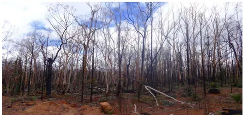 Figure 3: A Bullich wetland near Willowdale devastated by the Yarloop bushfire. Trees, understorey and fauna species were killed over thousands of hectares. Habitat was destroyed for several years (F Batini, March 2016)