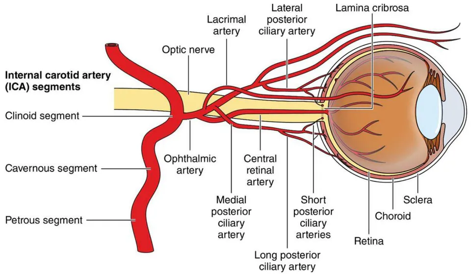 Fig. 1: Origin of central retinal artery from major blood vessel