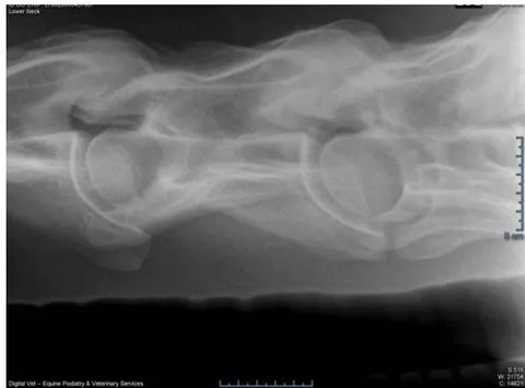 Fig. 3: The Tracheal Rings Seen in the Radiographs of GI where there is the Presence of A " Ridge"(Blue Arrows)