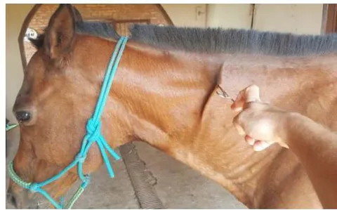 Fig. 6: Cervical region with complete anesthesia resulting, in this case, from a congenital lesion