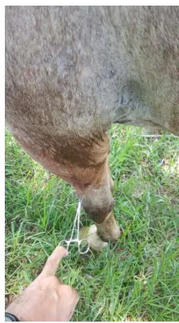 Fig. 5: Image showing complete skin hypoesthesia/ anesthesia in a horse with a non-congenital cervical problem