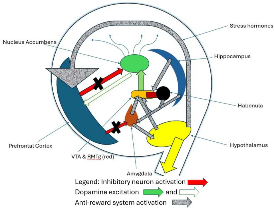 Figure 9: The Powerlessness Circuit. PFC: Prefrontal Cortex, showing disempowered inhibitory (X) influence over a. Mesolimbic (reward) pathway of VTA (ventral tegmental area), RMTg, (rostromedial tegmentum) projecting to Nucleus Accumbens,and b. Anti-reward system main parts being Amygdala, Hypothalamus, Hippocampus, and Lateral Habenula. Result is anti-reward and mesolimbic pathway in full control.