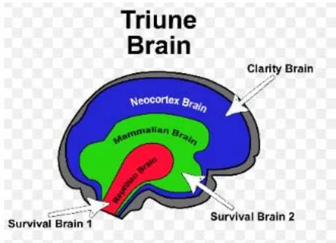 Figure 5: The triune brain schematic