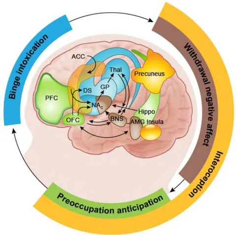 Figure 4: From Volkow, N., Michaelides, M. and Baler, M. (2019). The Neuroscience of Drug Reward and Addiction