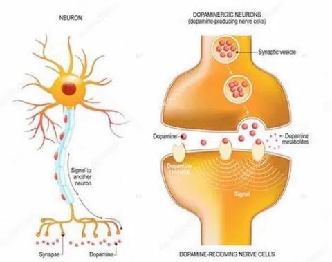 Figure 7: Schematic of the dopamine neuron and synapse