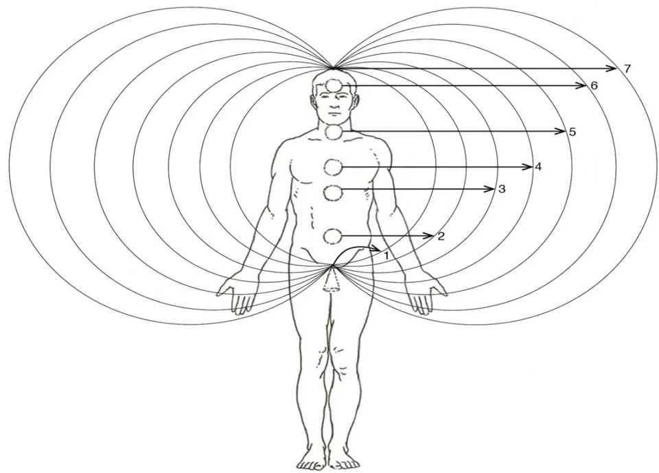 Fig. 5: Pictured are the seven basic discrete quantum levels of the human donut-shaped nonlinear EMF and their relation to the 6 alternating vortices and anti-vortices in the middle of the body. This illustrates that discrete quantum energy levels are present when turbulence is present. Possible are 5 more discrete quantum levels 8, 9, 10, 11, and 12, which are a light ball over the top of the head at a growing height. (Fig. 6 pictures the active energy level 9 [4])