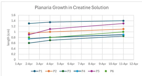 Figure 13: Planaria were measured two days after being split, then measured 7 days after the second measurement. This graph shows the growth of the planaria in the first trial. Each line represents the planaria pieces that were split in half