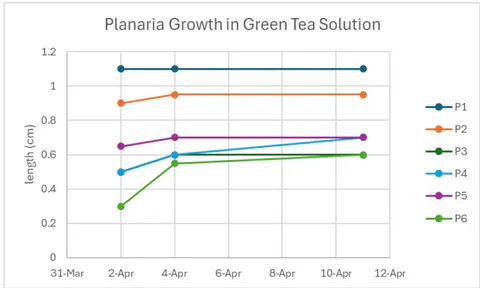 Figure 15: The lines represent the different planaria in the green tea solution. This graph shows the measurements of each piece after being split for trial one