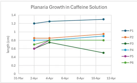 Figure 14: This graph shows the length of the caffeine solution planaria after they were split in half for the first trial. The lines represent the six planaria pieces
