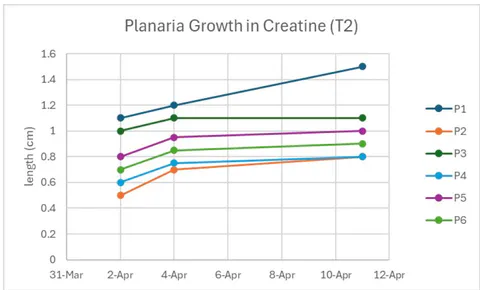 Figure 19: Planaria growth in the creatine solution was measured over nine days. The data in this graph was from trial two
