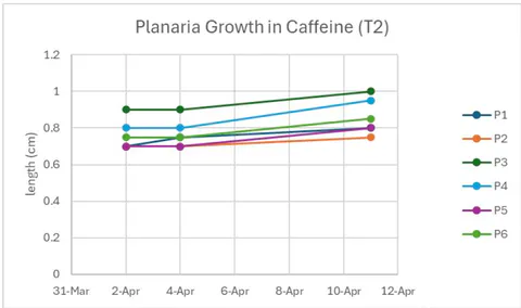 Figure 20: Planaria growth in the caffeine solution was measured over nine days. Each line represents the different planaria piece for trial two
