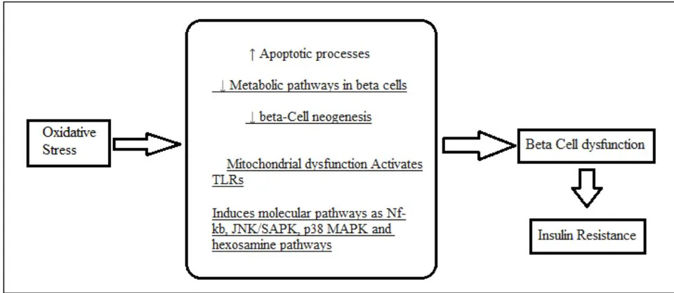Figure 1: Possible molecular mechanisms between oxidative stress and beta-cell dysfunction
