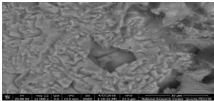 Figure 18: SEM image illustrated inter-granular corrosion after immersion the specimen in 0.5N H
_{2} SO _{4} one day