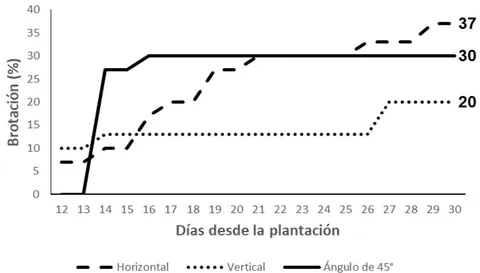 Figura 4: Porcentaje de brotacion de S. virginicus segun posicjion del segmento en el sustrato conformado por arena y humus