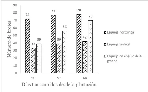 Figura 5: Número de brotes de S. virginicus según posición del segmento en mezcla de arena y humus