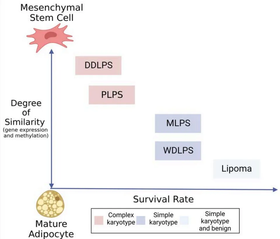Figure 2: Survival and differentiation states of various liposarcoma subtypes