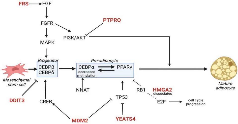 Figure 5: The role of genes from chr12 (in red) that are frequently amplified in WDLPS and DDLPS in adipocytic differentiation and tumor growth. The differentiation state of the tumor cell may affect the impact of these genes. Therefore, the selection of these genes for amplification may be determined by the cell differentiation state. FRS and DDIT3 have documented activities affecting the CEBP transcription factors that direct earlier adipocytic progenitors while YEATS4, HMGA2, and PTPRQ appear to affect the later pre-adipocytic stages