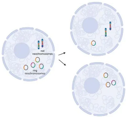 Figure 4: An illustration of the heterogeneity within an individual WDLPS or DDLPS due to the presence of neochromosomes. These nuclear neochromosomes are made up of different fragments from various chromosomes, chr12 being the most common and selected for (orange). The lack of true centromeres in these neochromosomes leads to the high probability of unequal segregation during mitosis, much like the random inheritance of mitochondrial DNA in daughter cells