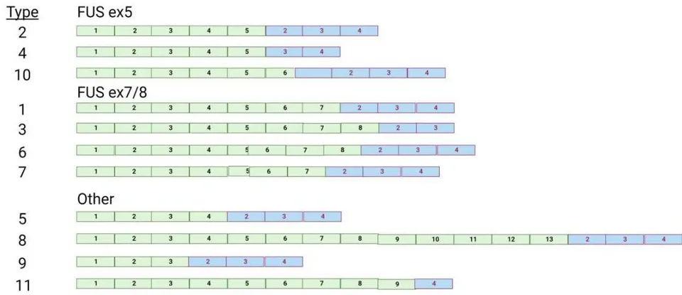 Figure 6: FUS-DDIT3 fusion transcript isoforms. FUS exons are shown in green, while DDIT3 exons are in blue