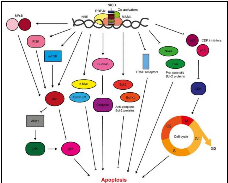 Figure 8: Diagram showing the role of the Notch pathway in regulating resistance to apoptosis [16].