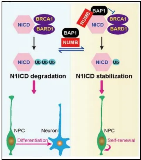 Figure 9: Schematic showing the role of NumB in stabilising N1ICD by associating with BAP1 to repress BRCA1/BARD1 ubiquitination activity in cortical neurons [17].