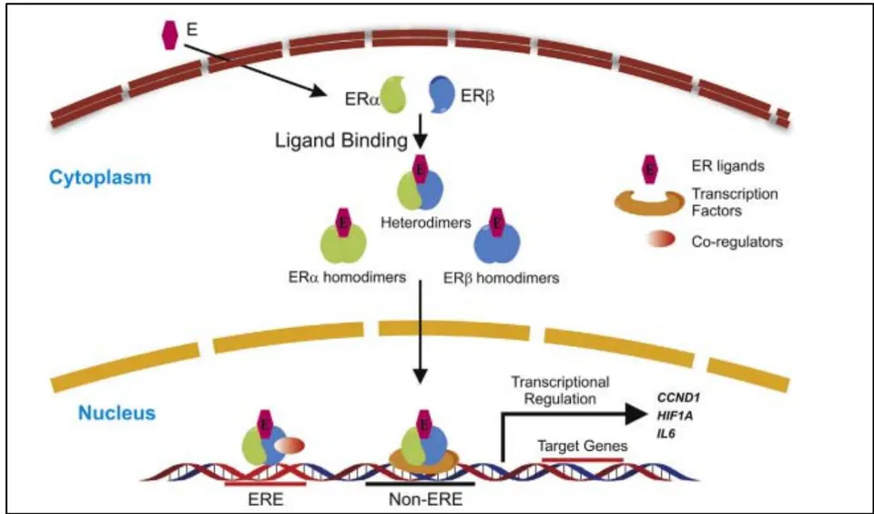 Figure 3: Direct genomic signalling pathway of oestrogen receptors ER: Nuclear hormone receptors form homo- or heterodimers on ligand binding and move into the nucleus for transcriptional regulation. ER dimersbind to the ERE region of target genes and recruitco-regulators such as FOXA 1 [1].