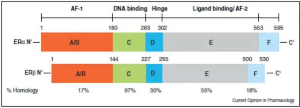 Figure 2: The functional domains of oestrogen receptors, numbered A to F (Pr Jacqueline LEHMANN CHE). Panel label: ER.