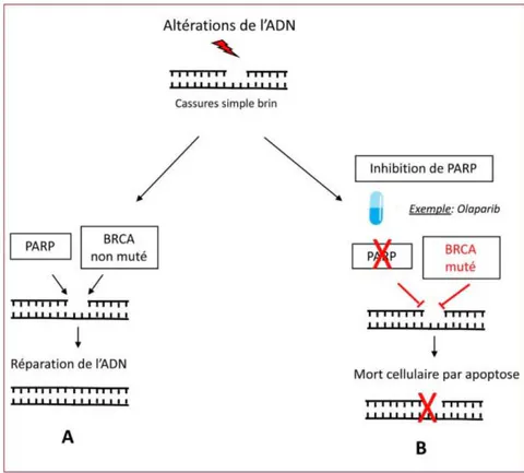 Figure 12: Schéma montrant le mode d'action des inhibiteurs de PARP: de lékalité synthétique [30]