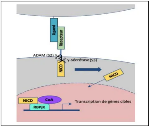 Figure 7: NOTCH signalling pathway: ligand-receptor interaction leads to cleavage of the Notch receptor, allowing release of its intracellular domain (NICD) and translocation to the nucleus. There it associates with its transcriptional partner RBPJk, which is bound to DNA to induce transcription of target genes [15].