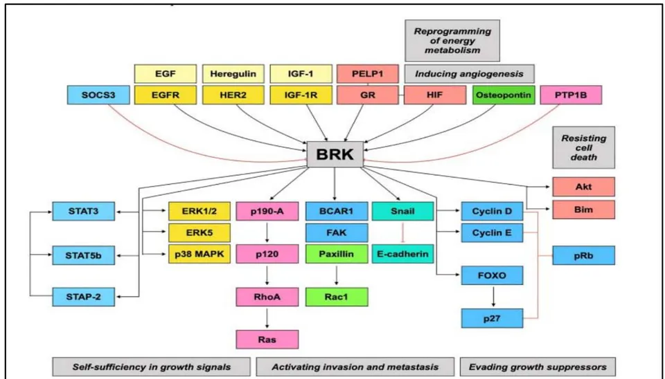 Figure 11: / The breast tumour kinase (BRK) signaling pathway is the convergence point for other signaling pathways that drive tumour progression [21].